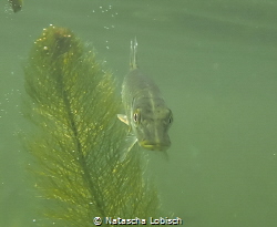 Heider Bergsee Brühl near Cologne. Baby Pike by Natascha Lobisch 